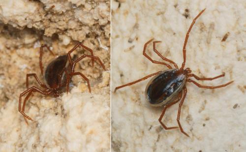 Eschatocephalus vespertilionis